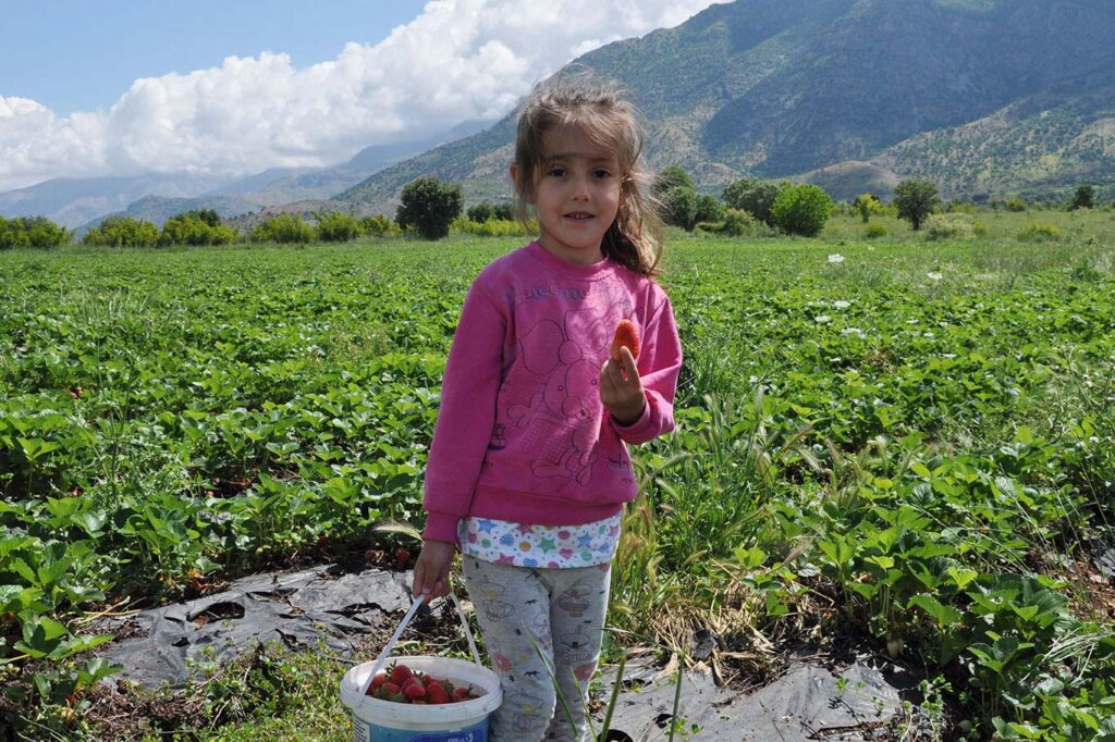 Yağışlar çilek verimini olumsuz etkiledi!