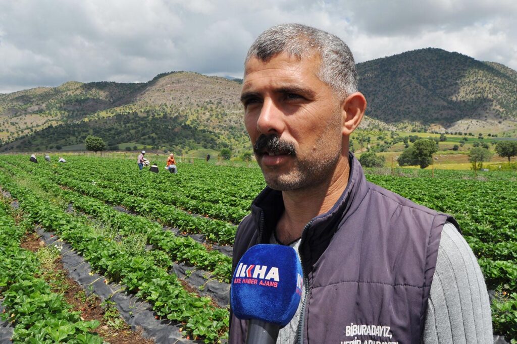 Yağışlar çilek verimini olumsuz etkiledi!