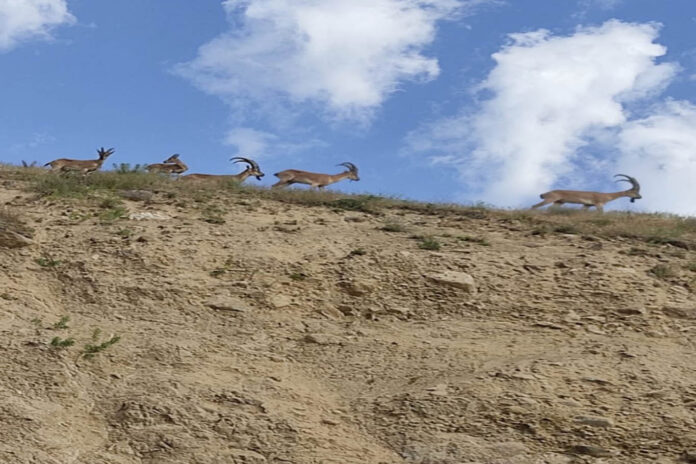 Elazığ'da dağ keçileri şehir mezarlığında sürü halinde görüntülendi