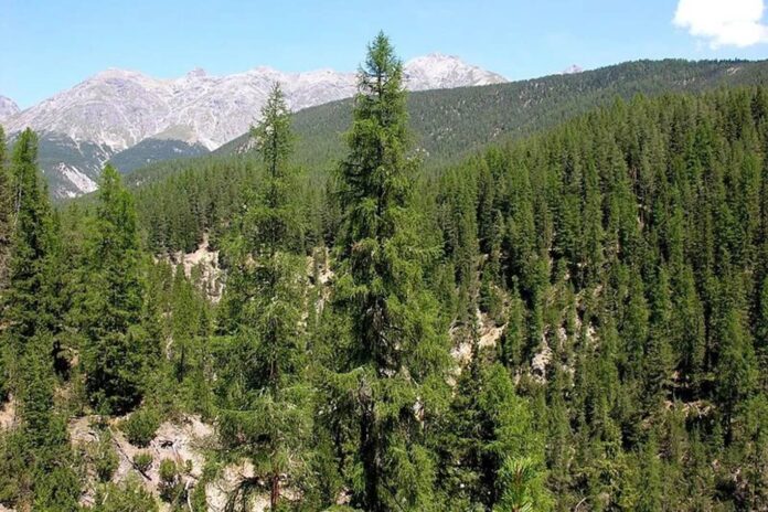 Kahramanmaraş'ta ormanlık alanlara girişler yasaklandı