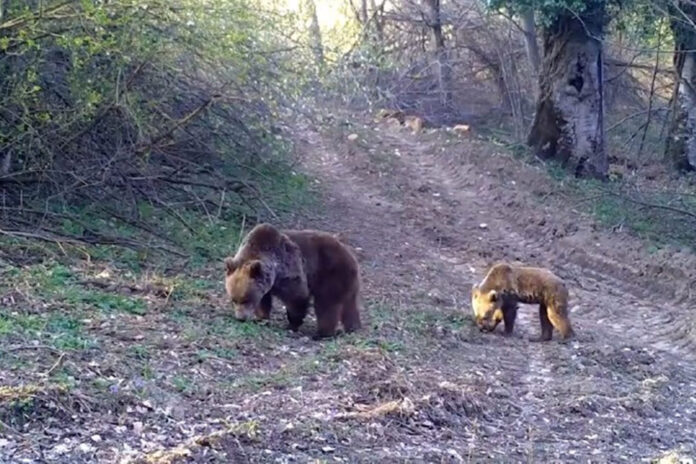 Uludağ'da yaban hayvanları fotokapana yakalandı