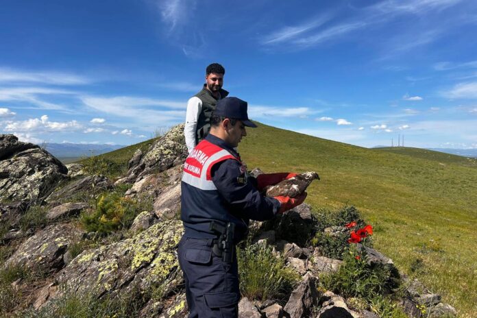 Yaralı şahin tedavi edildikten sonra doğaya salındı