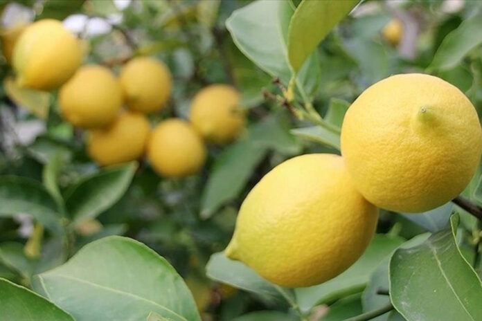 380 ton limon kayıt dışı olarak depoda beklettiler