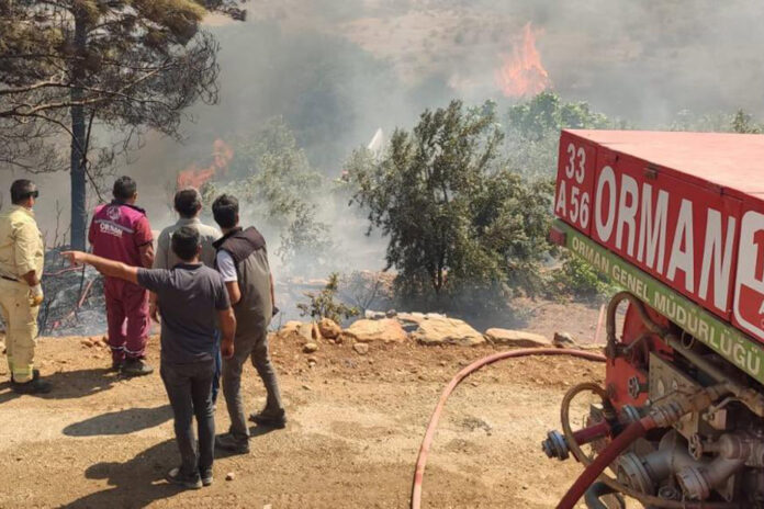 Manisa'da orman yangını