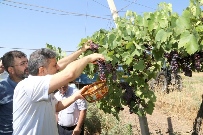 Siirt Üniversitesi'nde bağbozumu etkinliği